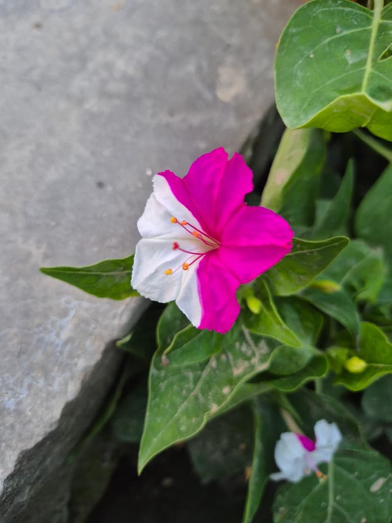 Photography - Flower